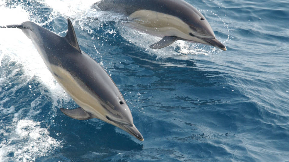 Could interspecies two-way communication with dolphins provide clues about how to communicate with intelligent aliens?