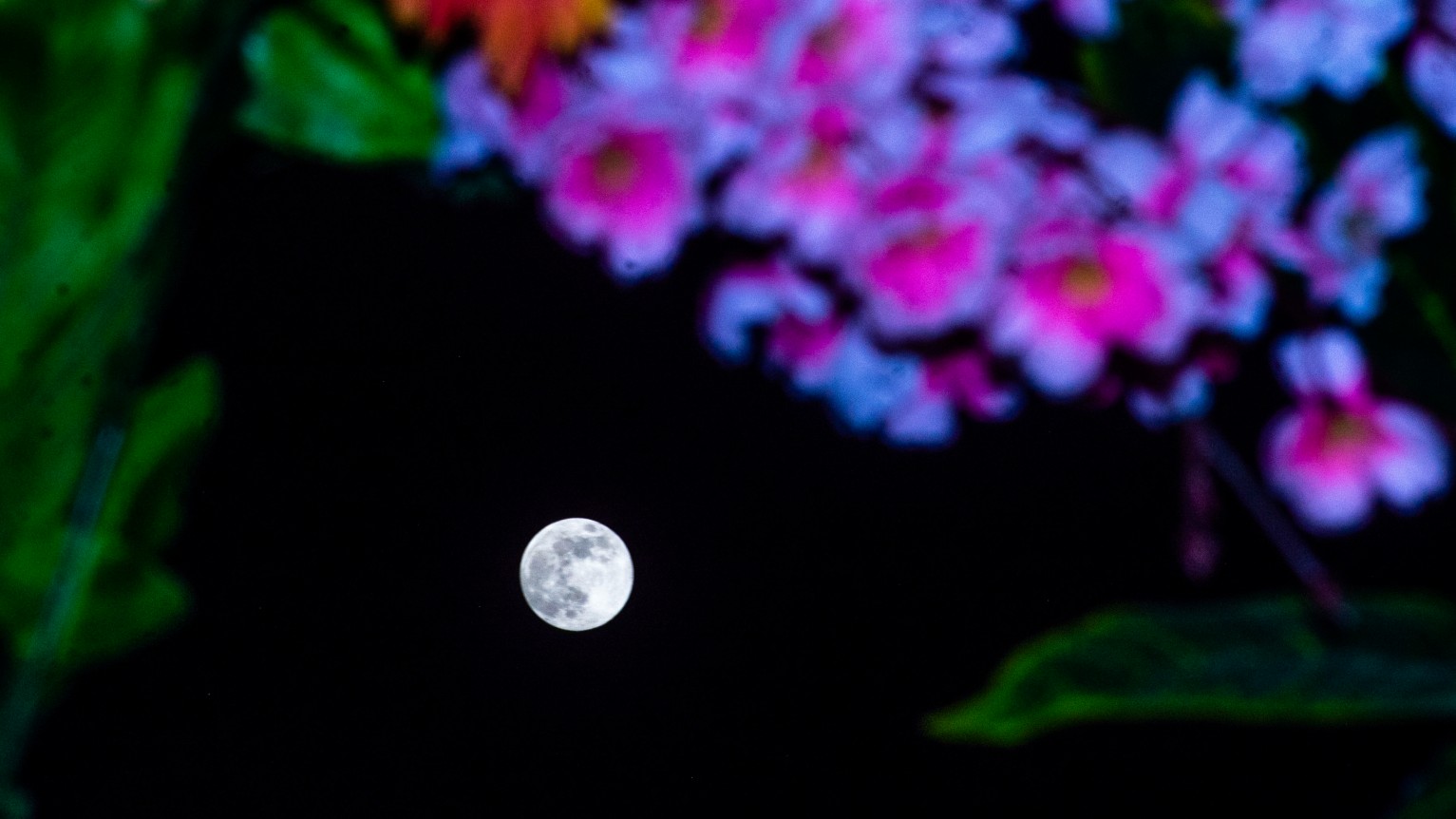 A full moon is pictured in the night sky with purple flowers framing the upper part of the image.