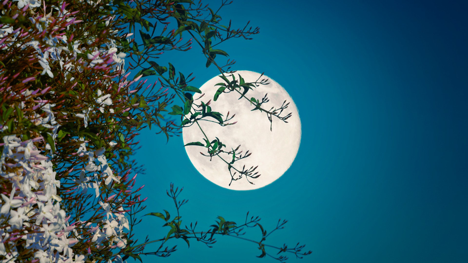 A full moon is pictured through the leaves of a Jasmine plant.